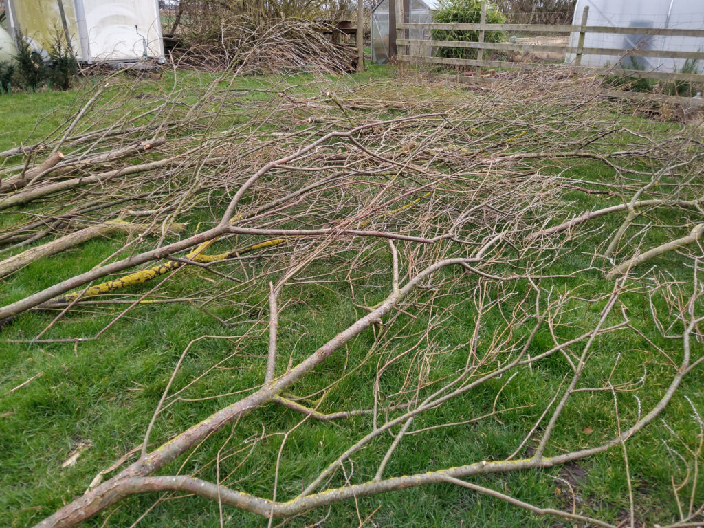 Cut branches ready for processing Cut branches ready for processing
