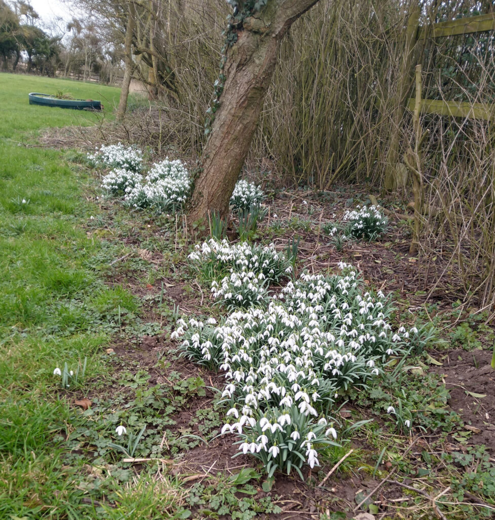 Snowdrops Snowdrops