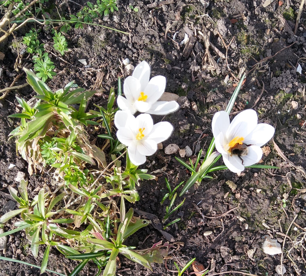 Early bee on crocus Early bee on crocus