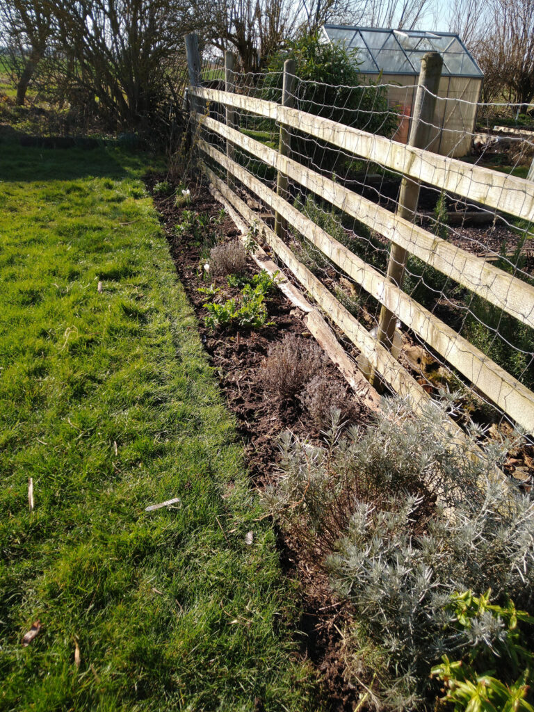 Sweet pea bed prepared Sweet pea bed prepared