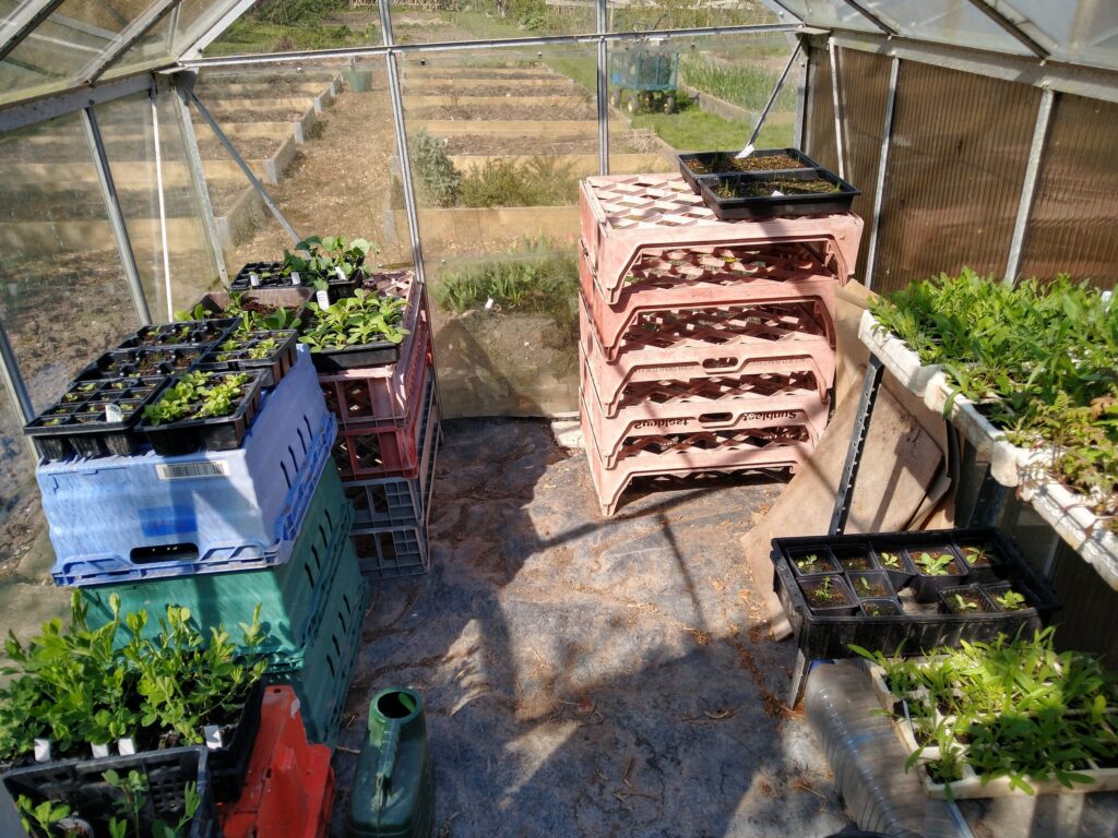 Seedlings filling greenhouse