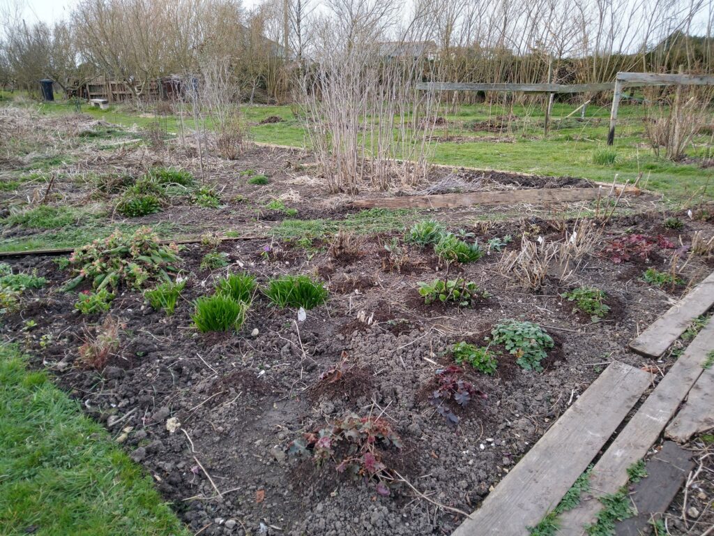Flower beds in veg garden
