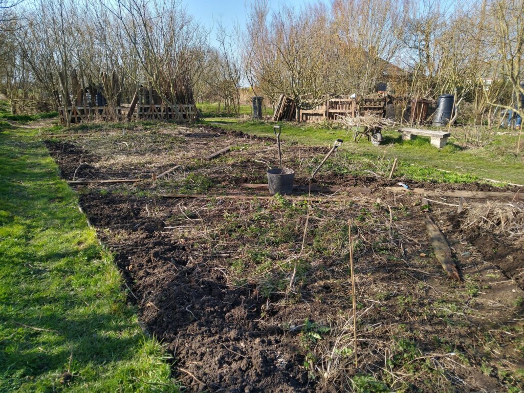 Starting to clear the beds