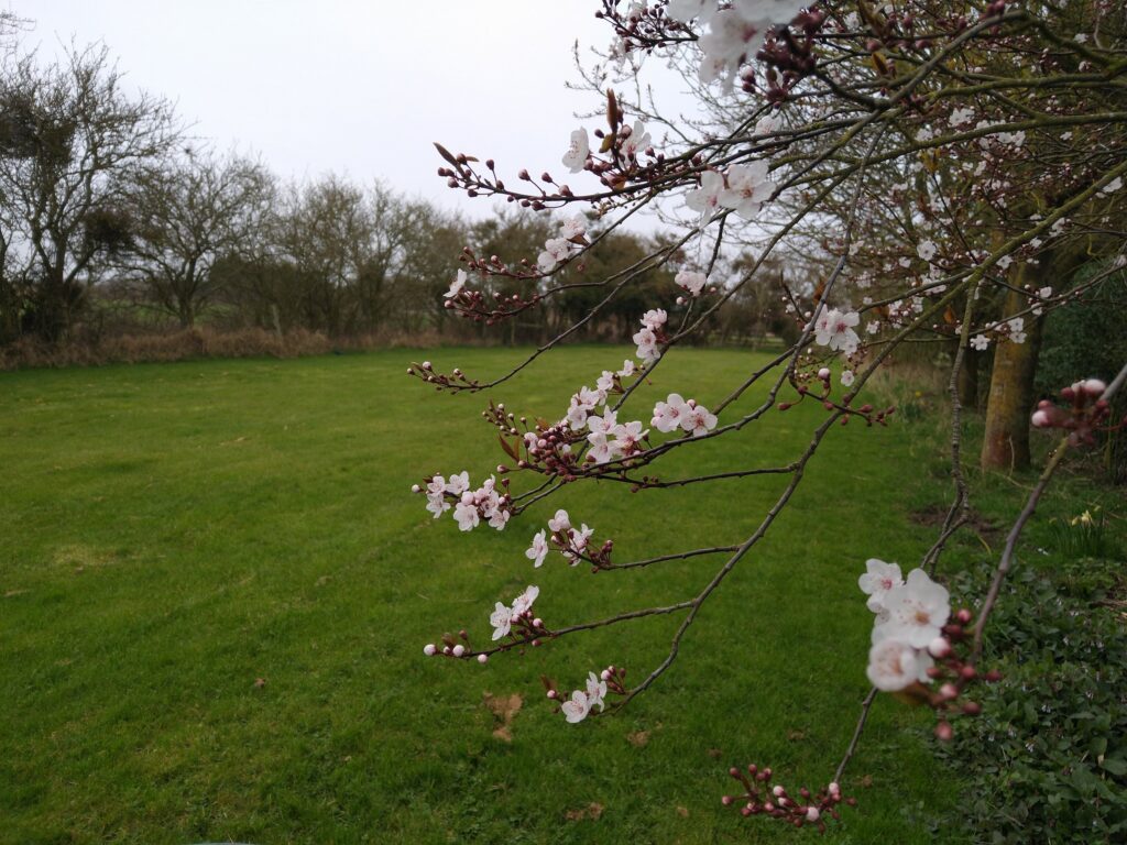 Cherry blossom