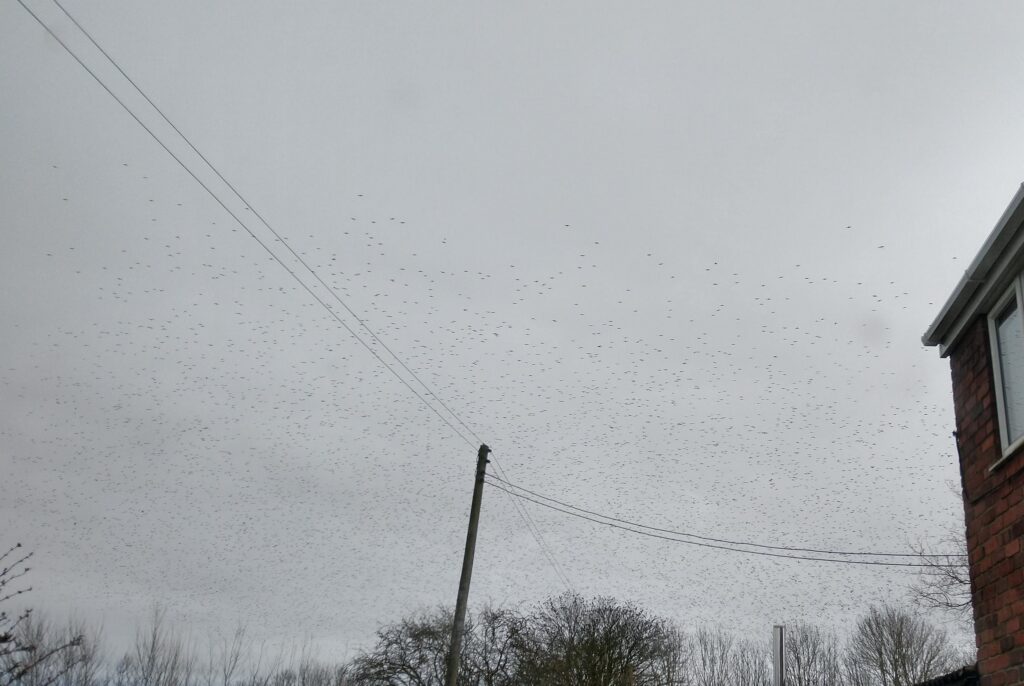 Starlings