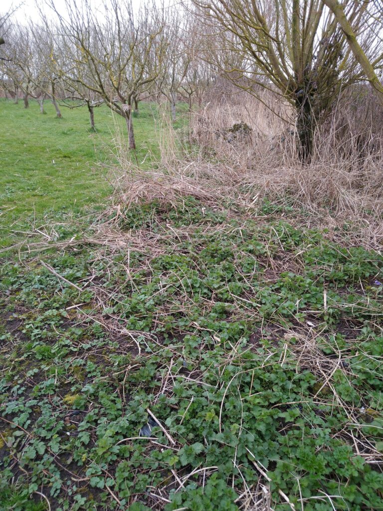 Side orchard before
