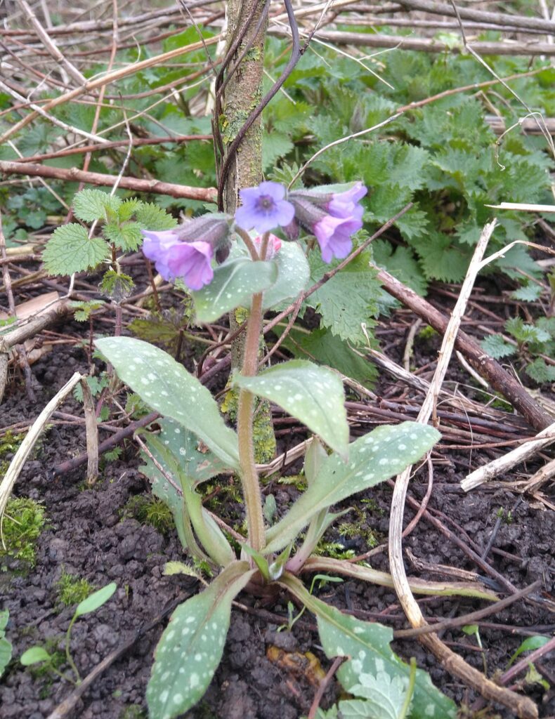Pulmonaria