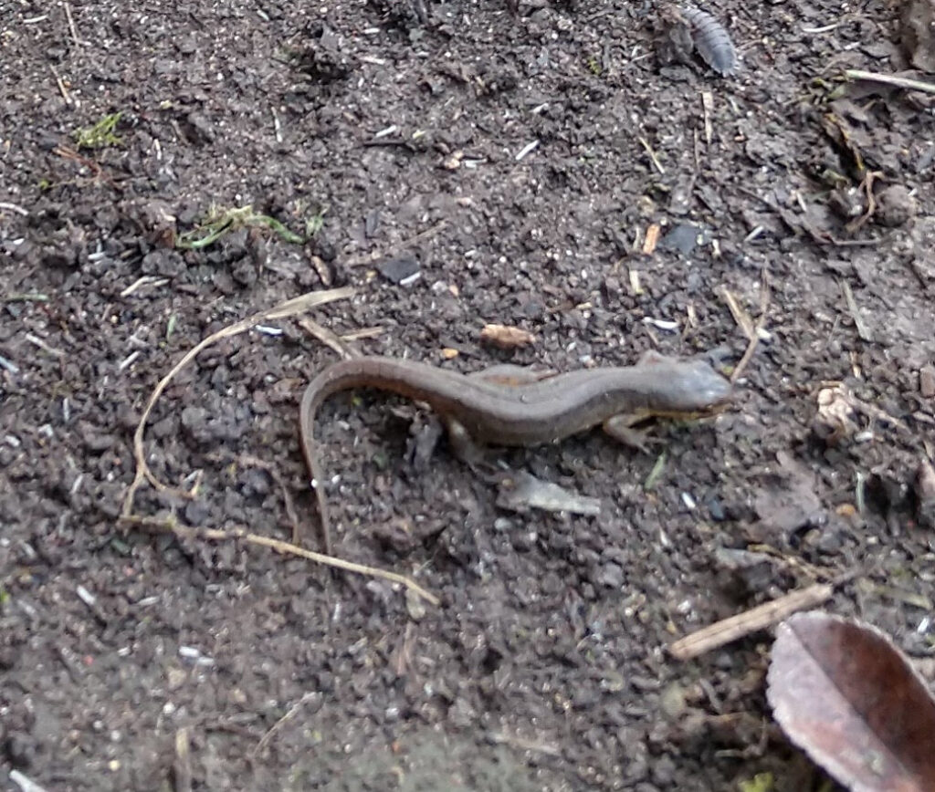 lizard