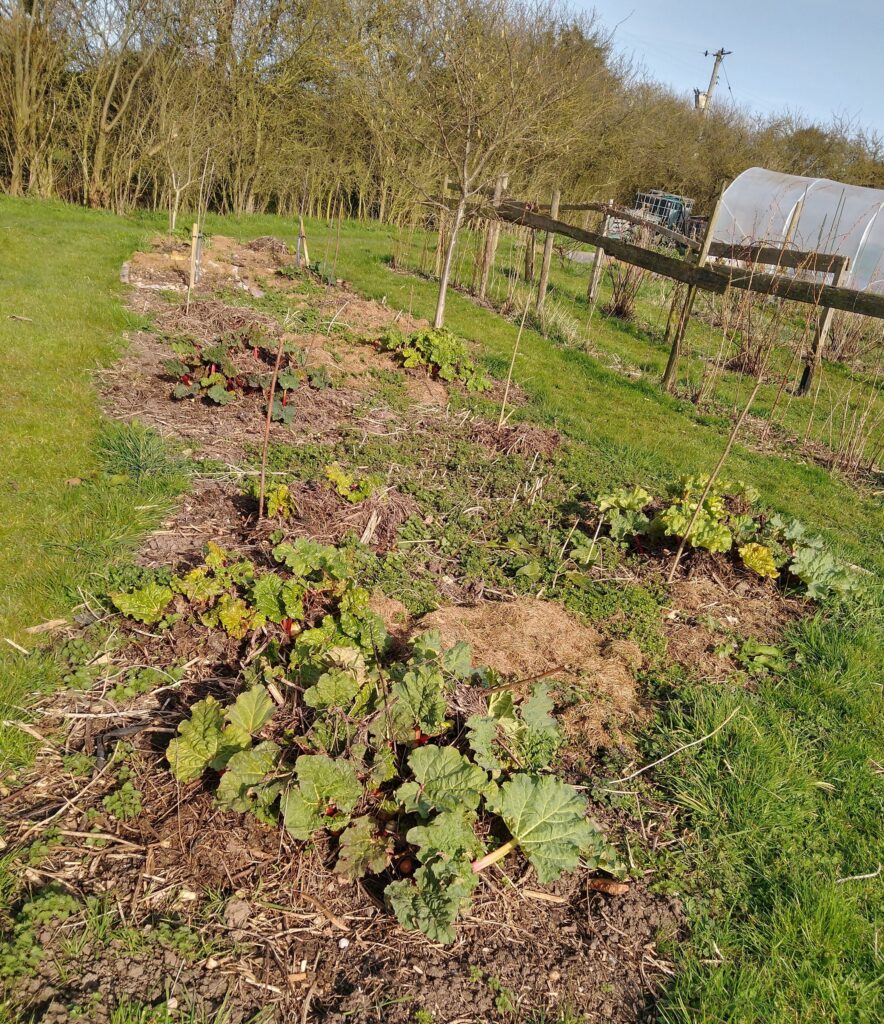 Rhubarb bed