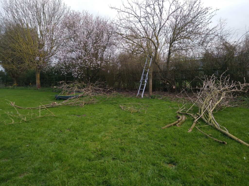 Elder tree thinned