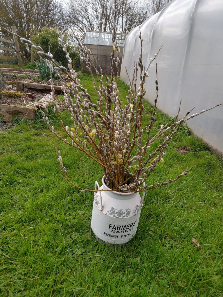 Pussy willow