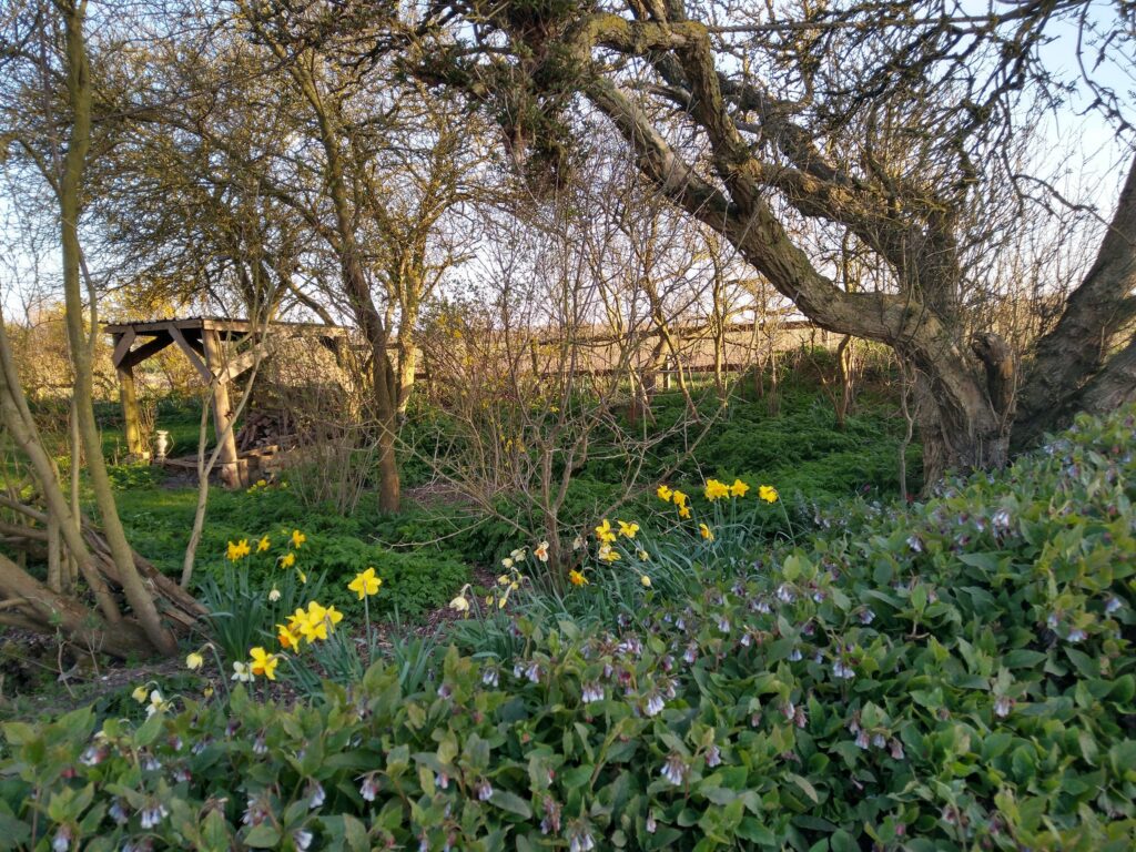 Daffodils