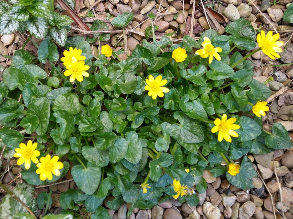 Celandine