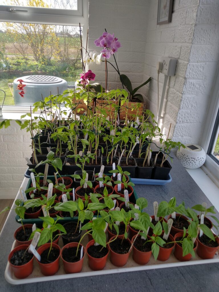 Tomatoes and chillis