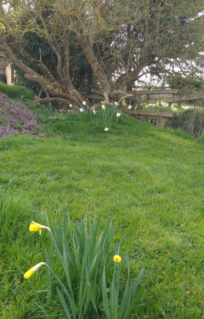 Daffs under elder tree