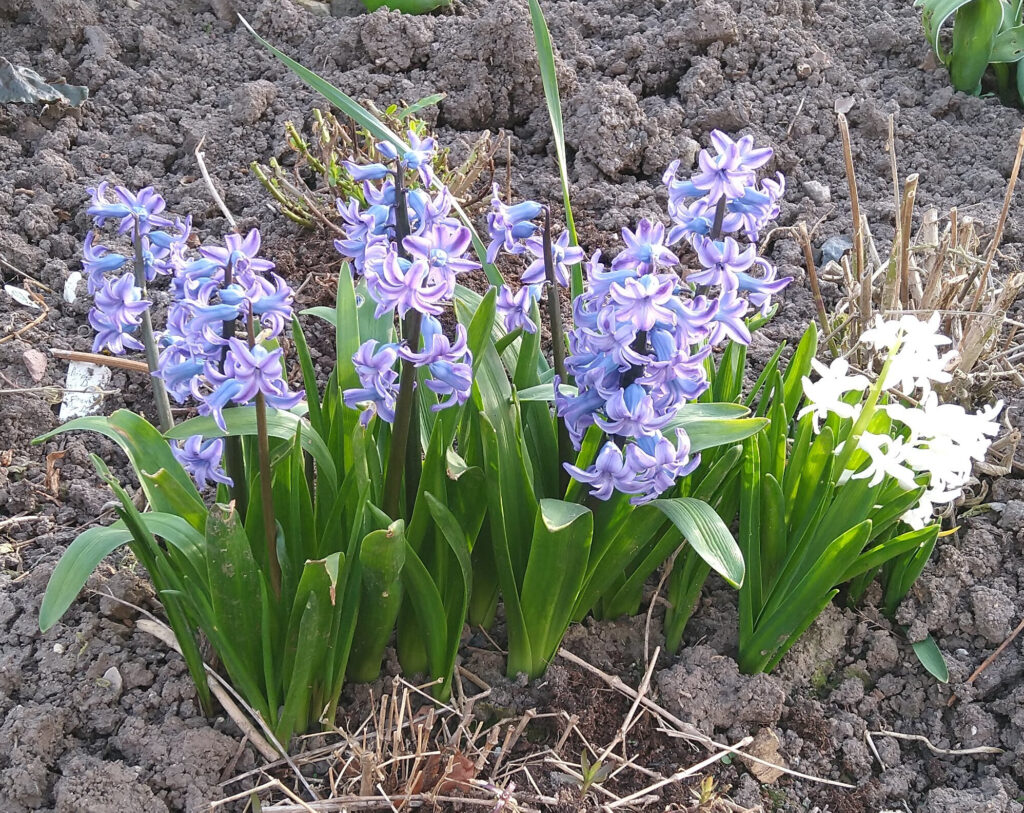 Hyacinth
