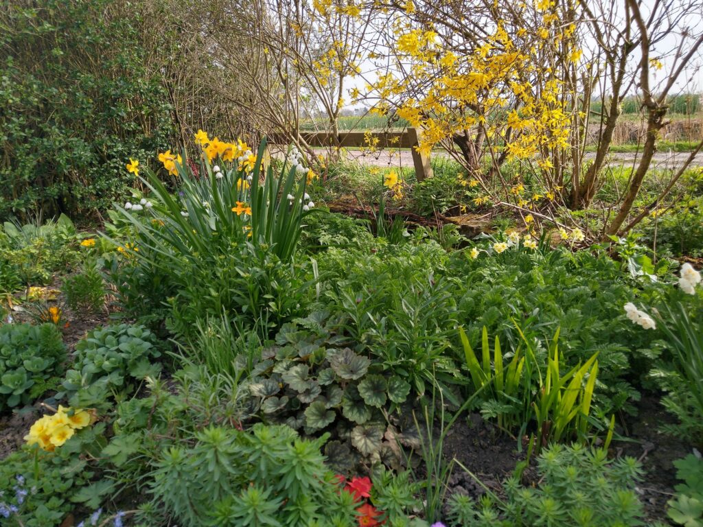 Front garden end of month