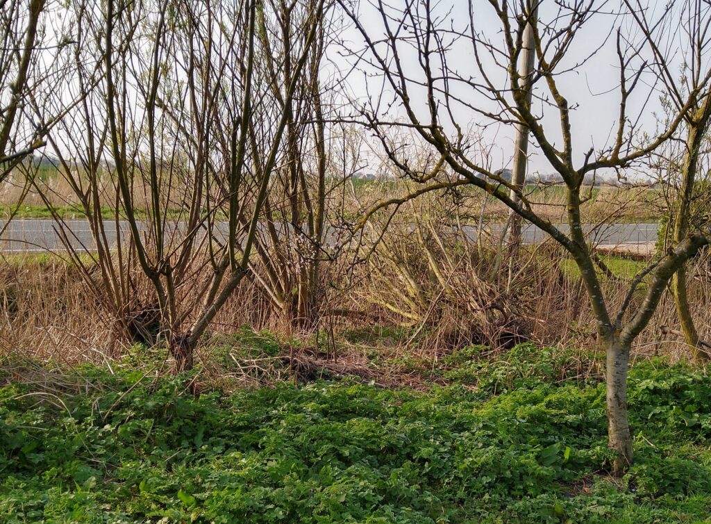 Willow down