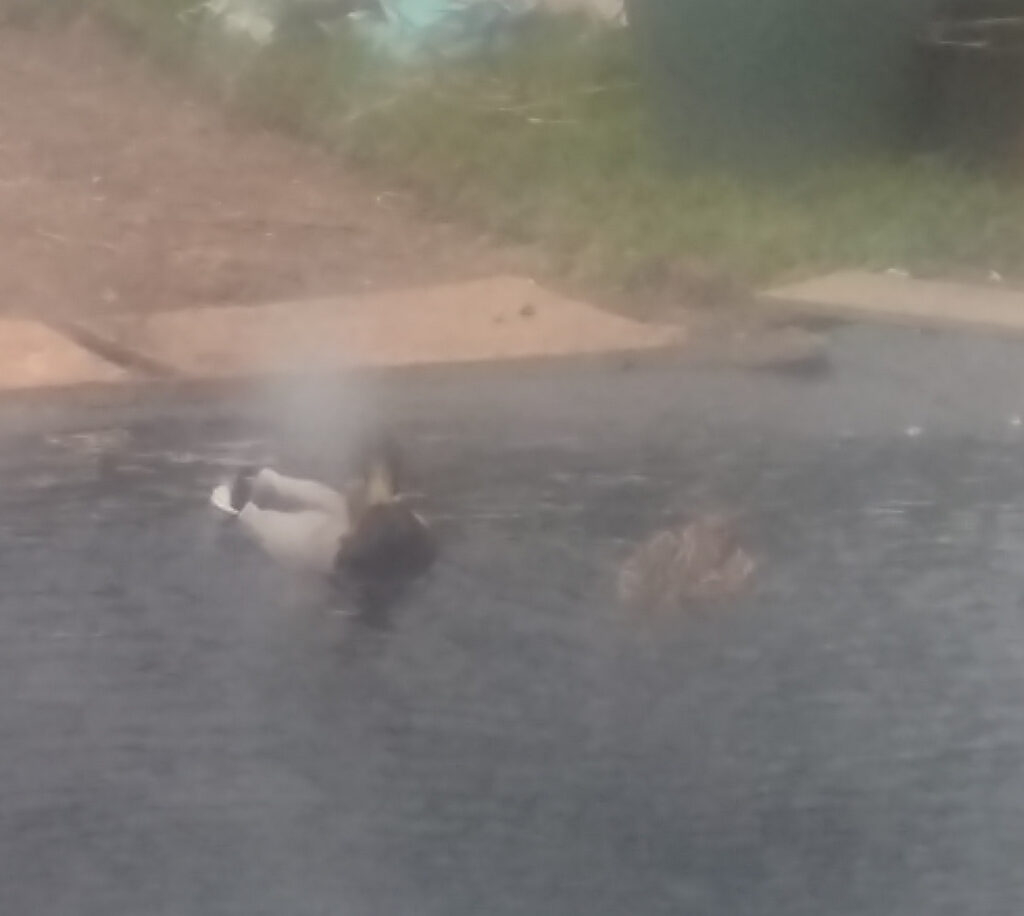 Pond inspectors