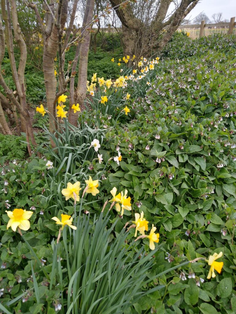 Woodland edge path