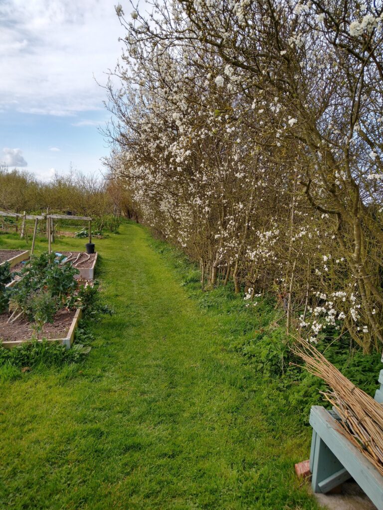 Damson blossom