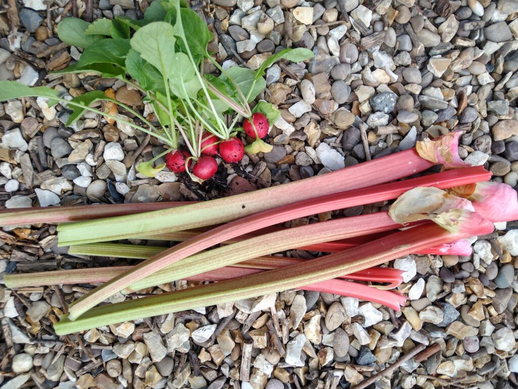 First pickings