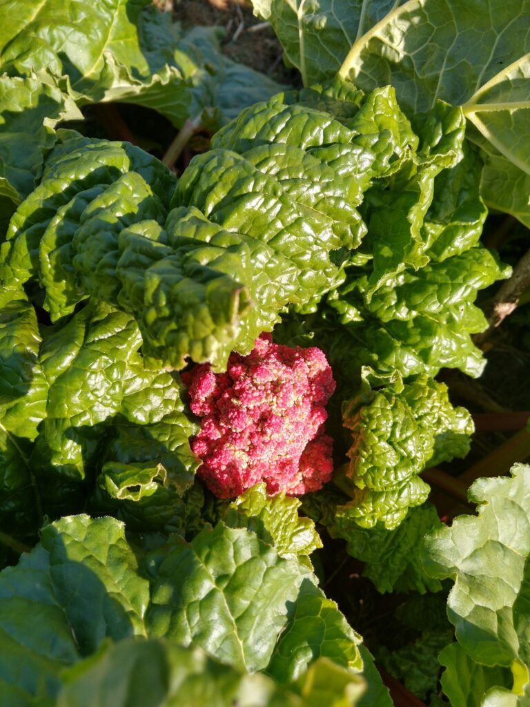 Rhubarb flower
