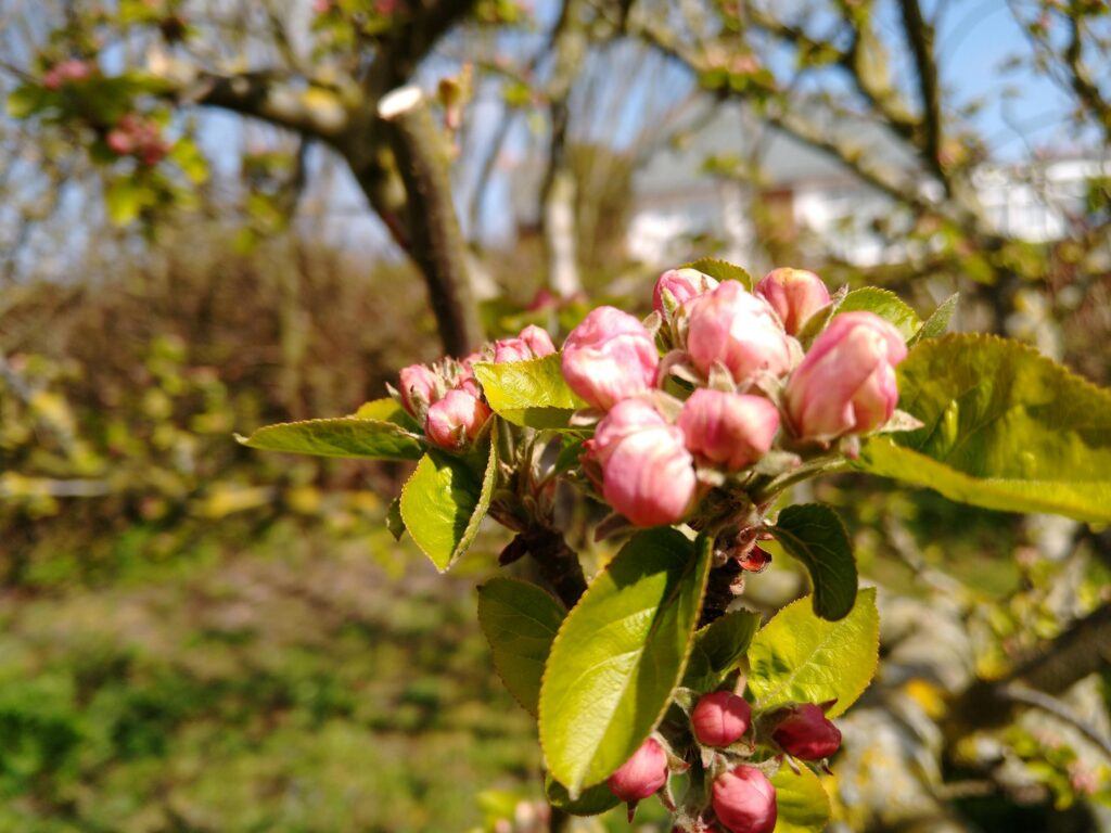 Apple blossom buds