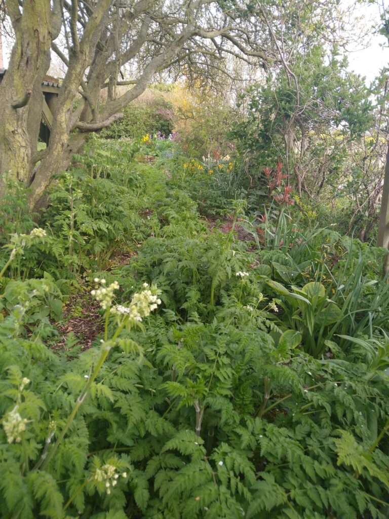 Woodland