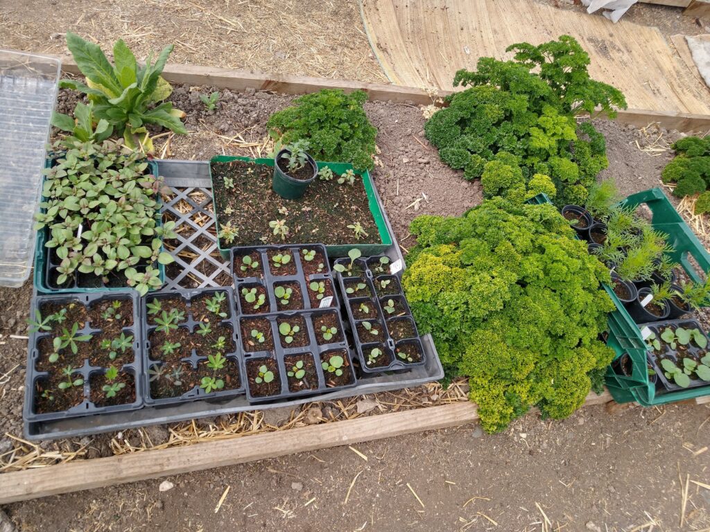 Seedlings