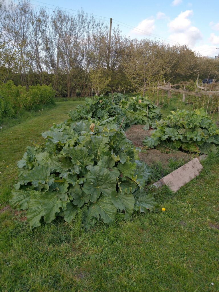 Rhubarb