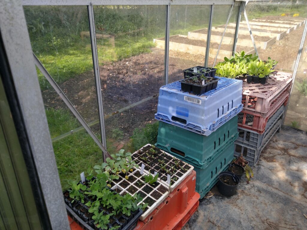More seedlings in greenhouse