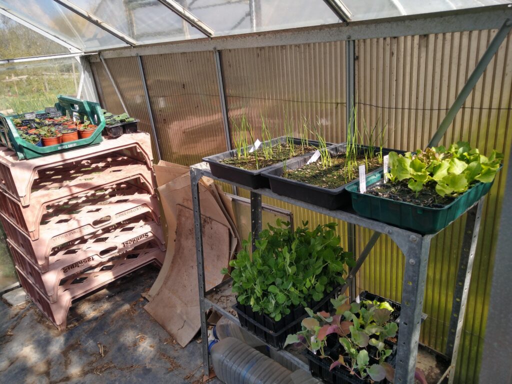 Seedlings filling greenhouse