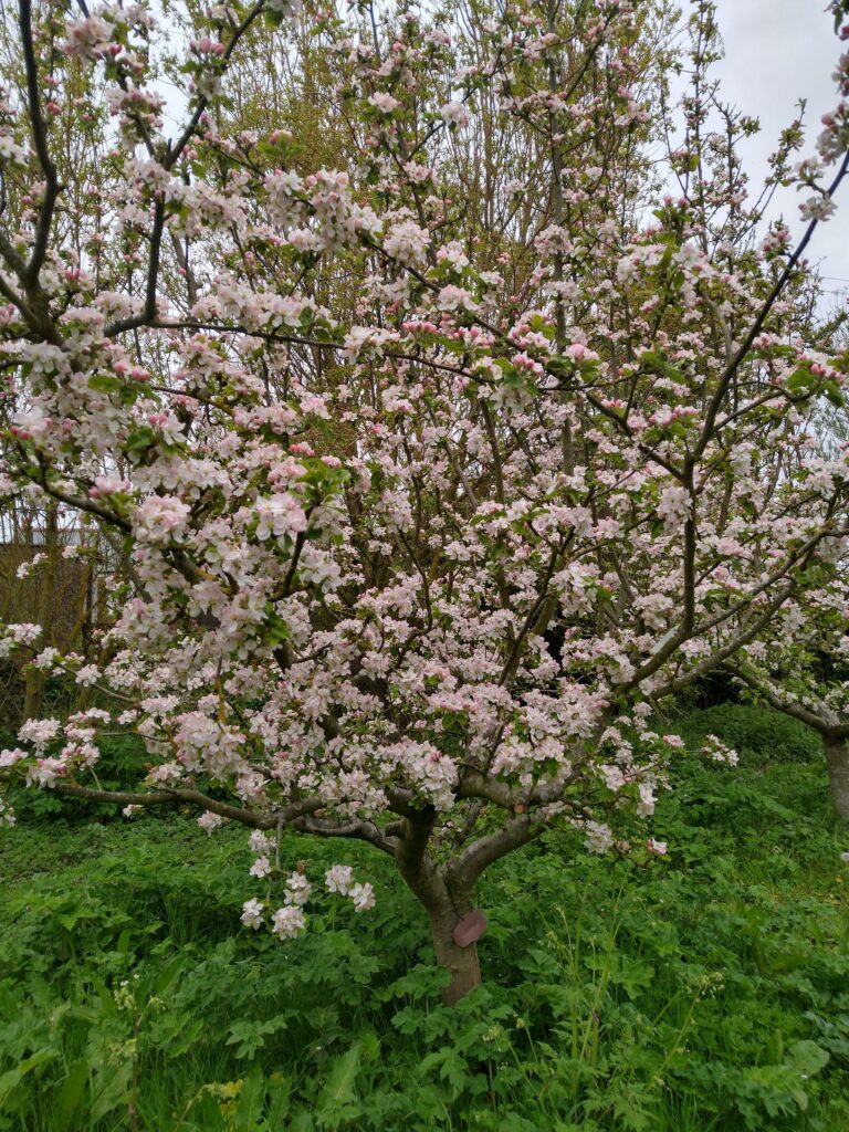 Apple blossom