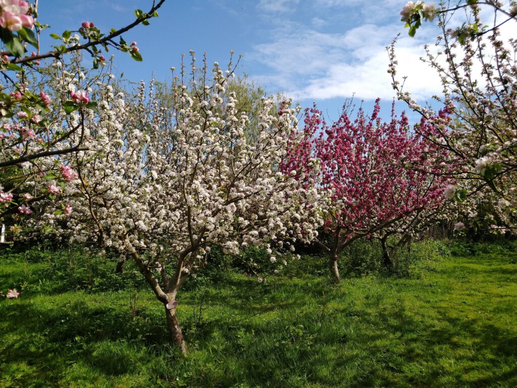 Apple blossom