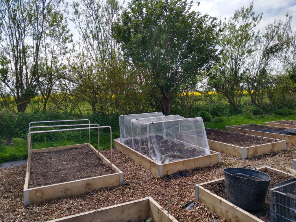 Brassica supports
