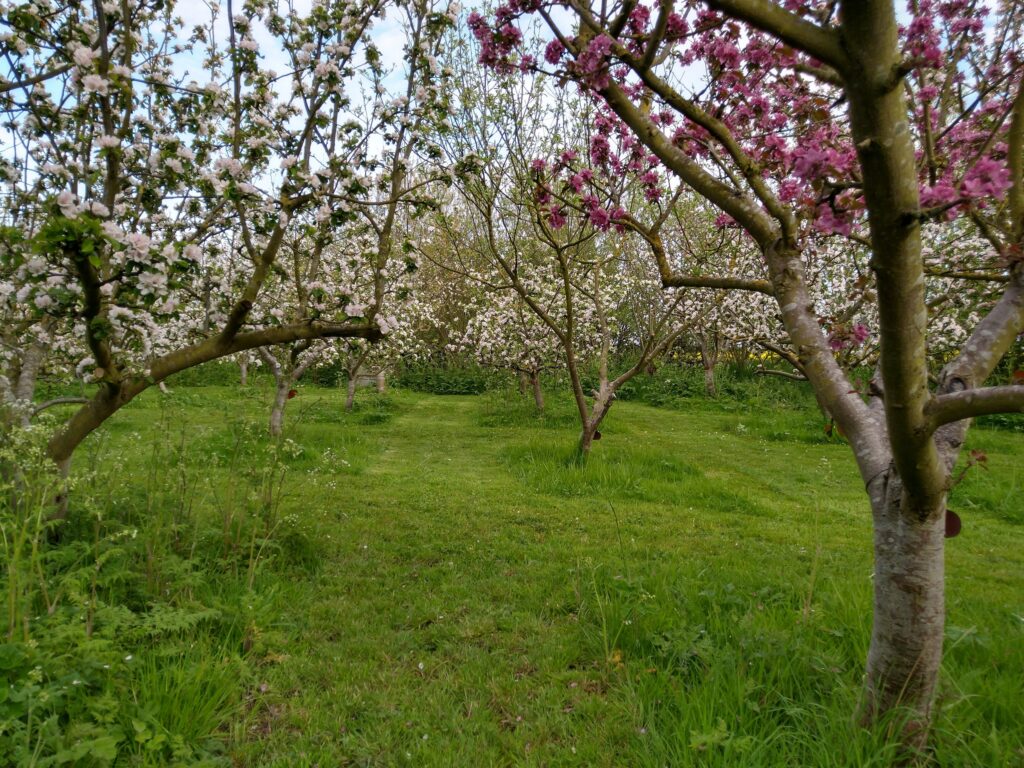Apple blossom
