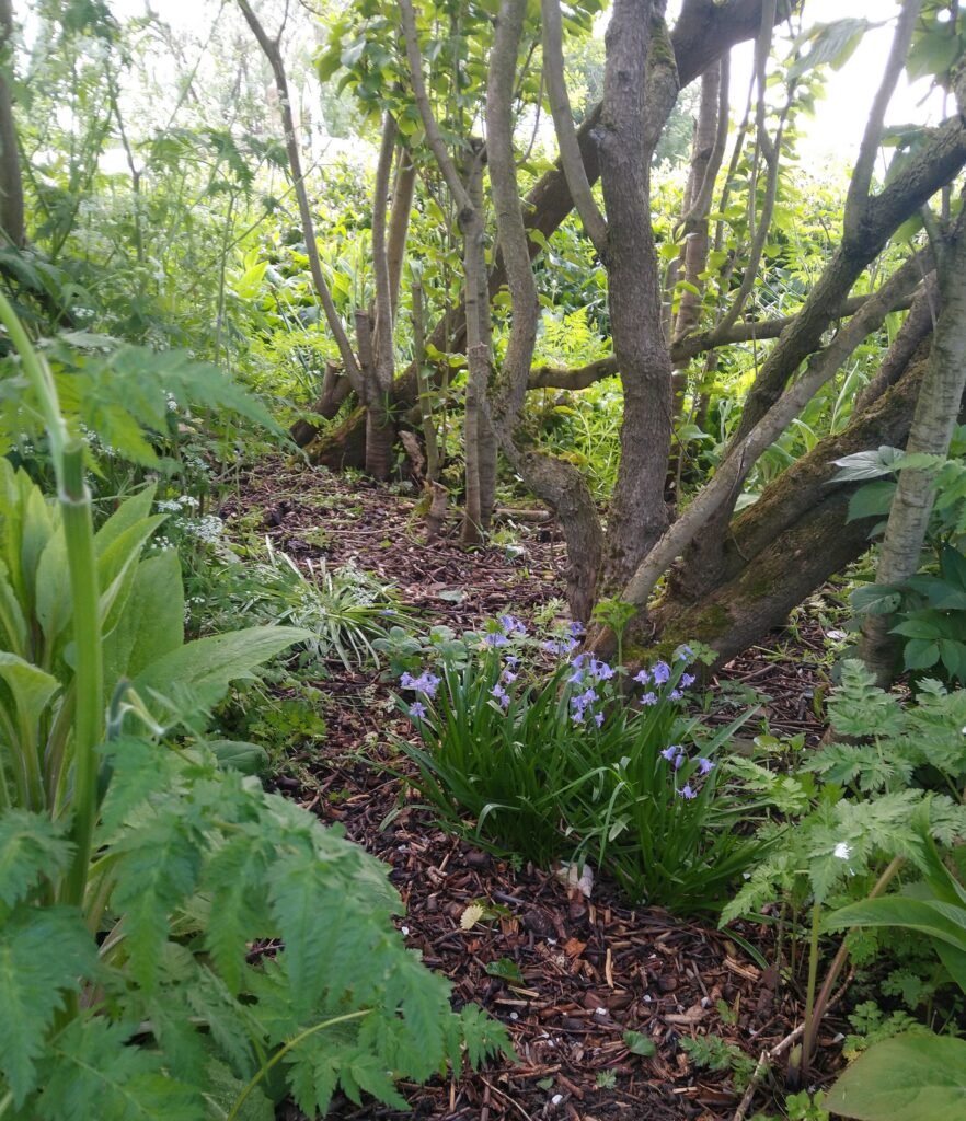 Bluebells