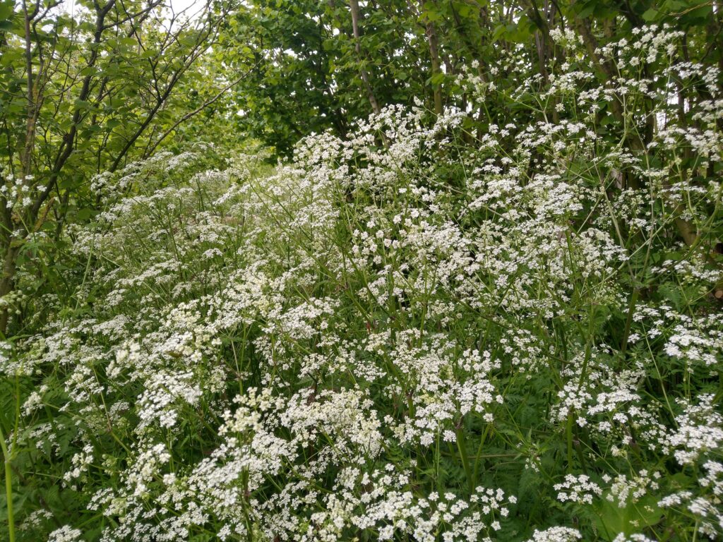 Cow parsley