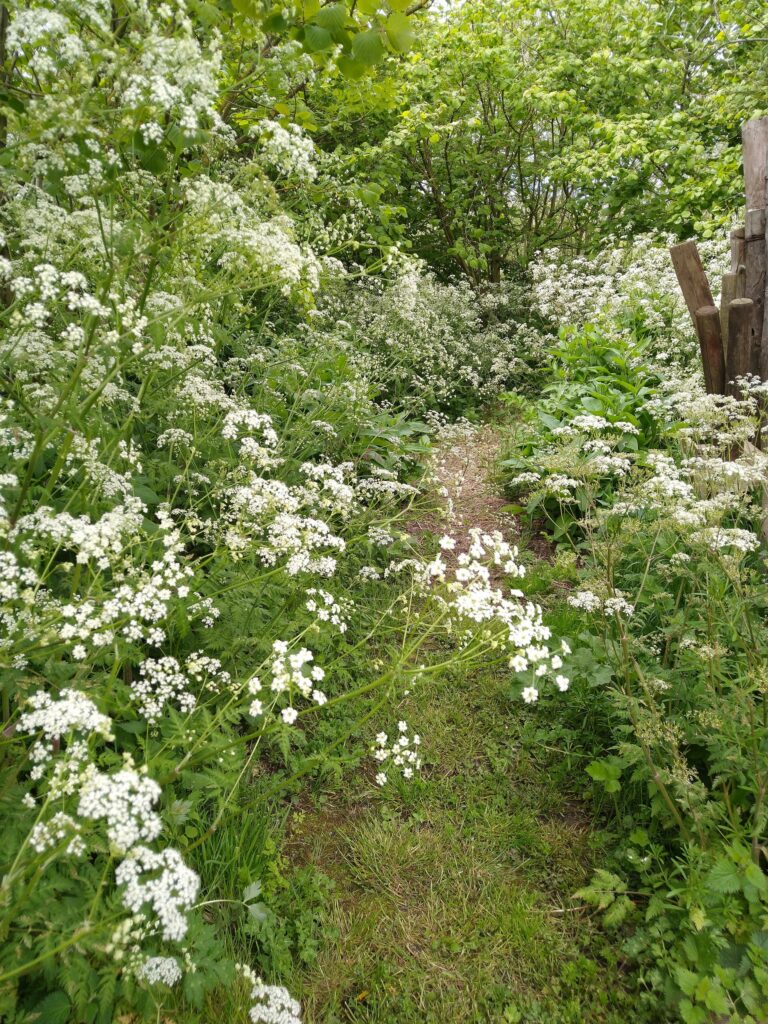 Cow parsley