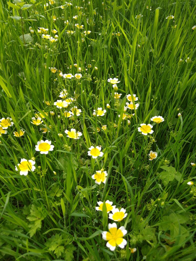 Limnanthes
