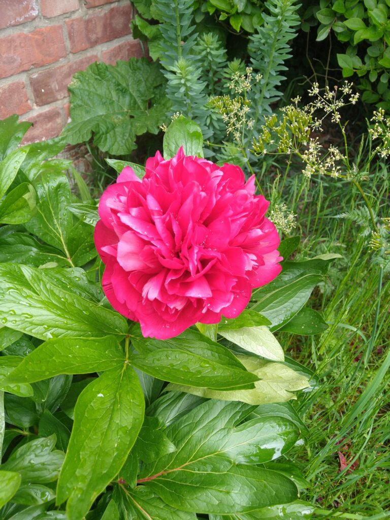 Peony
