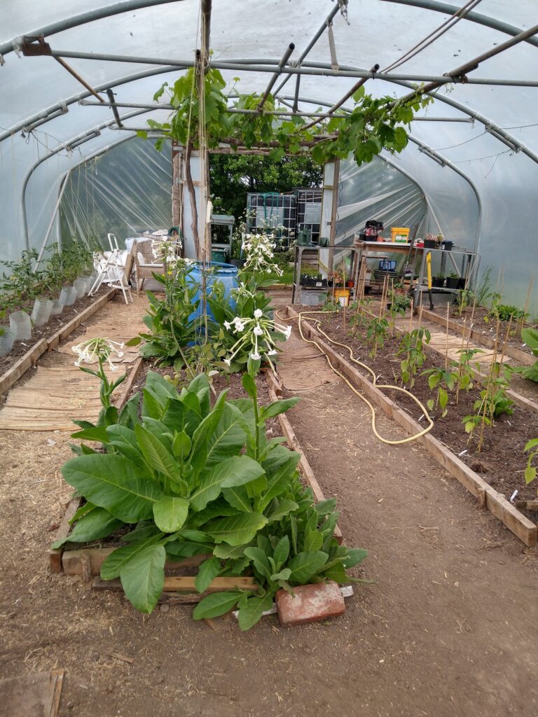 Polytunnel