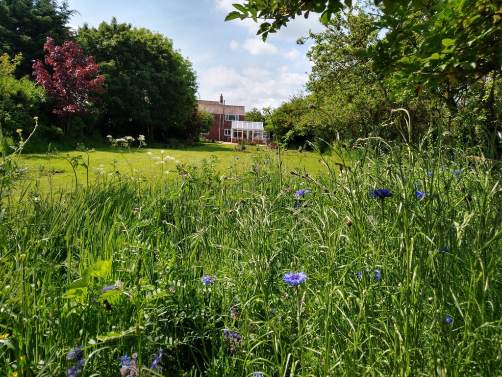 Meadow