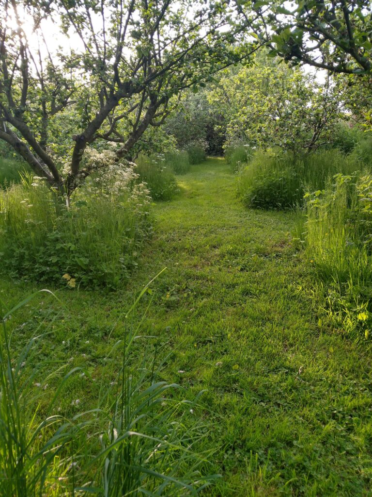 Orchard