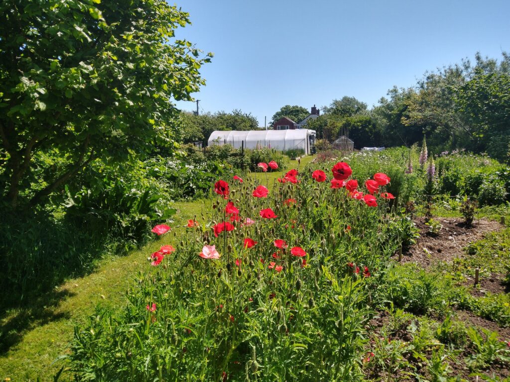 More poppies