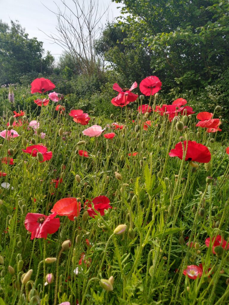 Yet more poppies