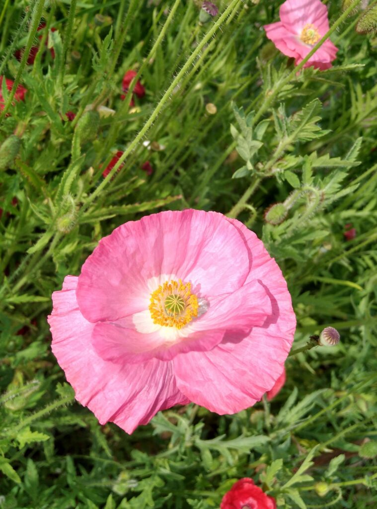 Poppy