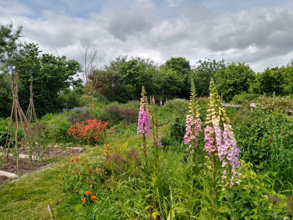 Foxgloves