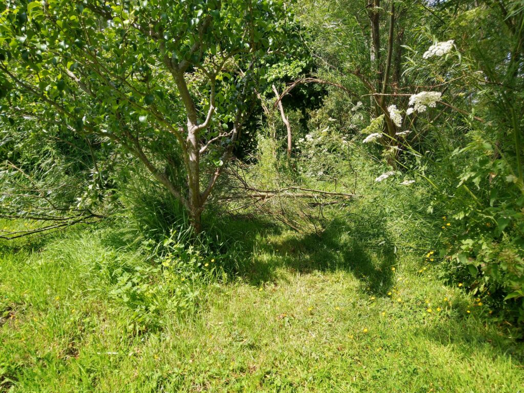 Tree down